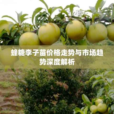 蜂糖李子苗价格走势与市场趋势深度解析