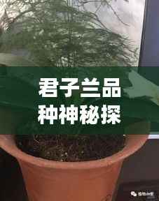 君子兰品种神秘探秘之旅