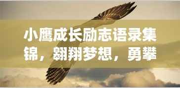 小鹰成长励志语录集锦，翱翔梦想，勇攀高峰！